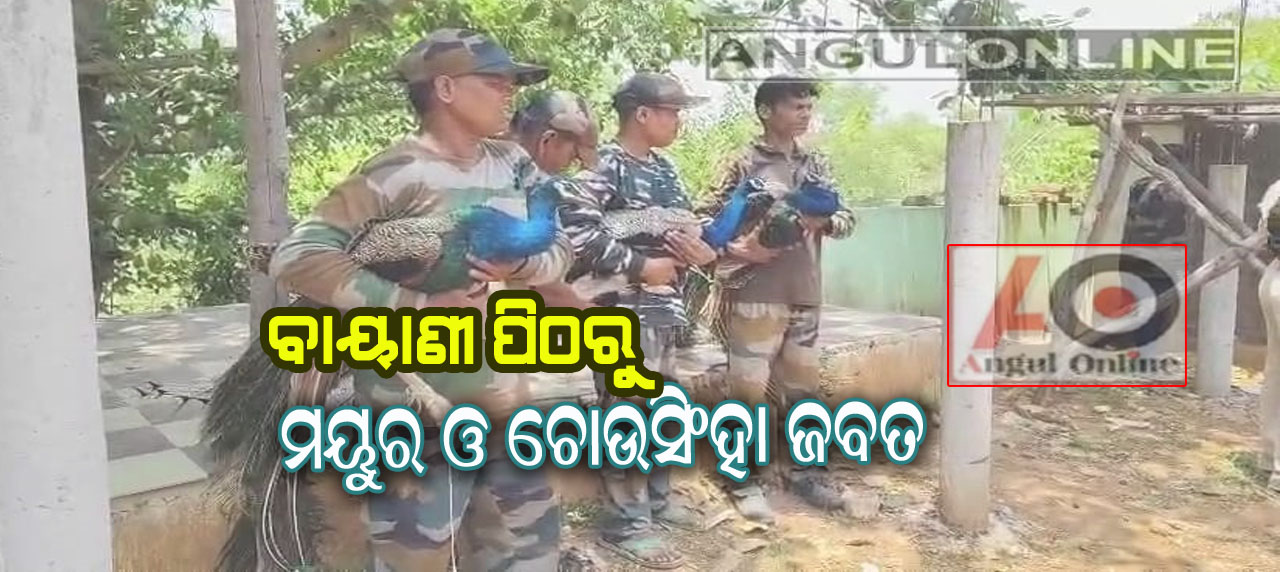 ପାତ୍ରପଡା ବାୟାଣୀ ପୀଠ ଜଗନ୍ନାଥ ମନ୍ଦିରରୁ ୪ଟି ମୟୁର ଓ ଗୋଟିଏ ଚଉସିଂହା ଜବତ