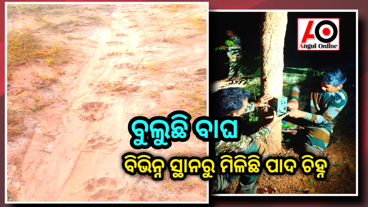 ବୁଲୁଛି ମହାବଳ ବାଘ – ମିଳିଲା ପାଦ ଚିହ୍ନ