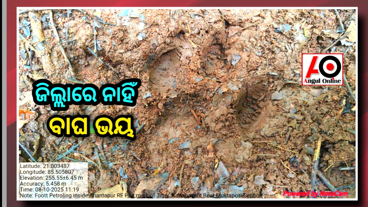 ଅନୁଗୁଳରେ ଏବେ ନାହିଁ ବାଘ ଭୟ – ଢେଙ୍କାନାଳରେ ମିଳିଛି ପାଦ ଚିହ୍ନ