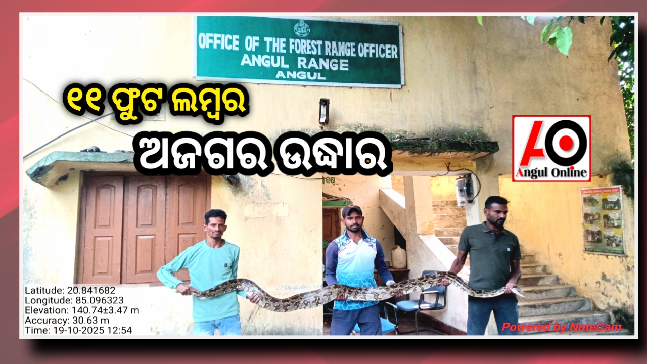 ୧୧ ଫୁଟ ଲମ୍ବର ଅଜଗର ଉଦ୍ଧାର