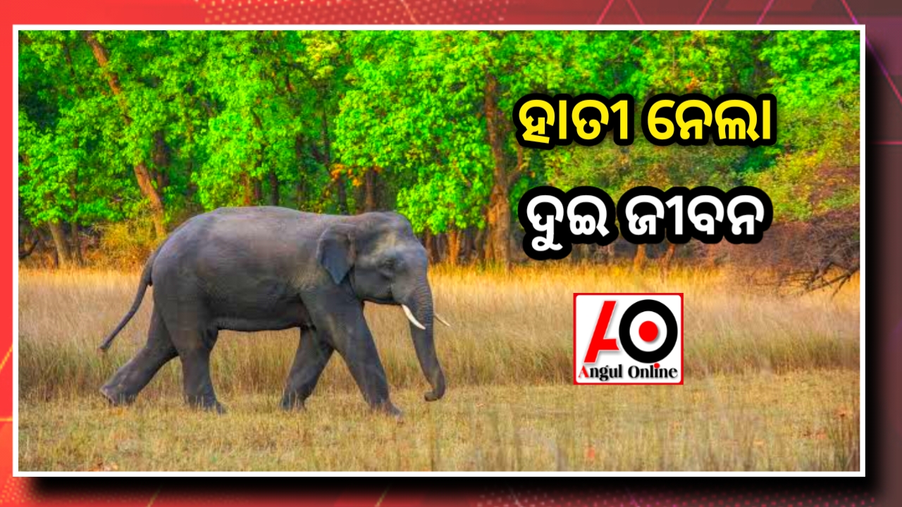 ହାତୀ ଆକ୍ରମଣରେ ଦୁଇ ମୃତ