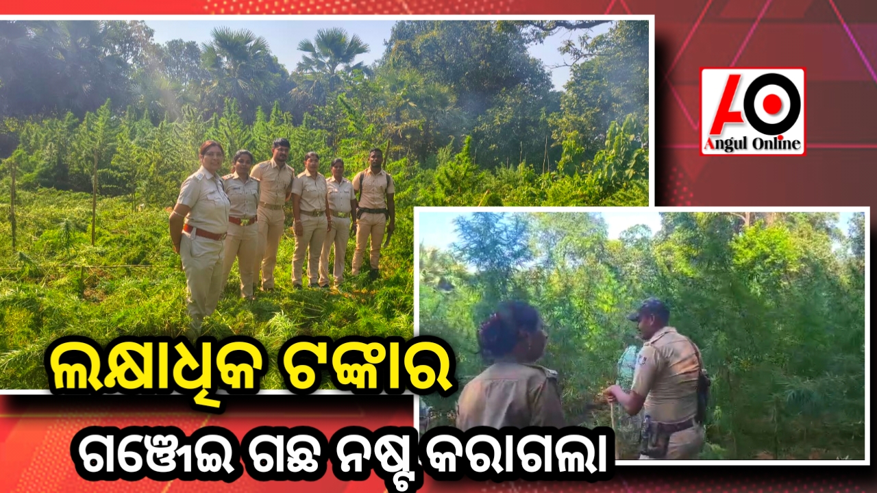 ୨୧ ଲକ୍ଷ ଟଙ୍କା ମୂଲ୍ୟର ଗଞ୍ଜେଇ ଗଛ ନଷ୍ଟ କଲା ଅବକାରୀ, ପୁଲିସ ଓ ବନବିଭାଗ