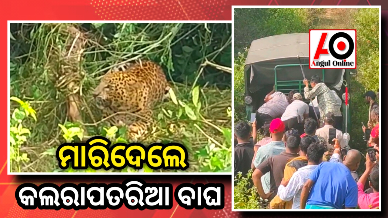 ବନବିଭାଗ ମାରିଦେଲା କଲରାପତରିଆ ବାଘ !