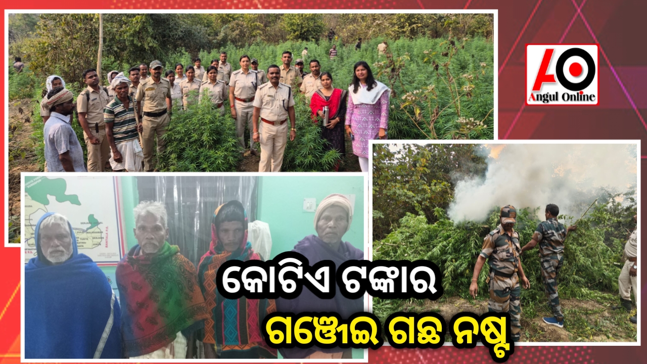 କୋଟିଏରୁ ଉର୍ଦ୍ଧ ଟଙ୍କାର ଗଞ୍ଜେଇ ଗଛ ନଷ୍ଟ କଲା ପୁଲିସ –&nbsp; ୫ ଜଣ ଗିରଫ