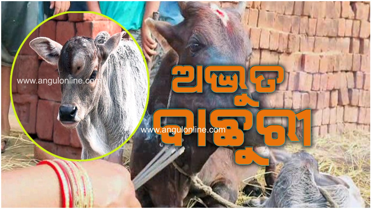 ଜନ୍ମ ନେଲା ଅଦ୍ଭୁତ ବାଛୁରୀ – ପୂଜା କରୁଛନ୍ତି ଲୋକ