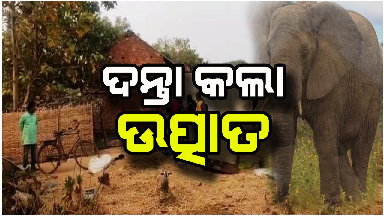 ଗାଁ ଭିତରେ ଉତ୍ପାତ କଲା ଦନ୍ତା – ଘର ଭାଙ୍ଗିବା ସହ ଫସଲ ଉଜାଡ଼ିଲା