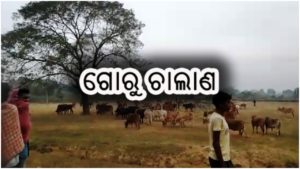 ଗୋରୁ ଚାଲାଣ ବେଳେ ପୋଲିସର ଚଢ଼ାଉ – ୧୦୦ ରୁ ଊର୍ଦ୍ଧ୍ଵ ଗୋରୁଗାଇ ଜବତ