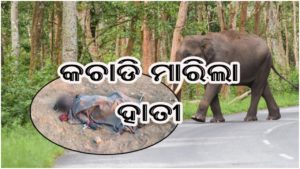 ହାତୀ ଆକ୍ରମଣରେ ମହିଳା ମୃତ