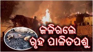 ଭୟାବହ ଅଗ୍ନିକାଣ୍ଡ – ଗୋରୁ , ମେଣ୍ଢା ଜୀବନ୍ତ ଦଗ୍ଧ , ଲକ୍ଷାଧିକ ମୂଲ୍ୟର ସମ୍ପତ୍ତି ନଷ୍ଟ