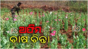 ଗଞ୍ଜେଇ ପରେ ଅଫିମ ଚାଷ ପୁଲିସର ଚିନ୍ତା – ୨ ଏକର ଜମିରୁ ଅଫିମ ଗଛ ନଷ୍ଟ