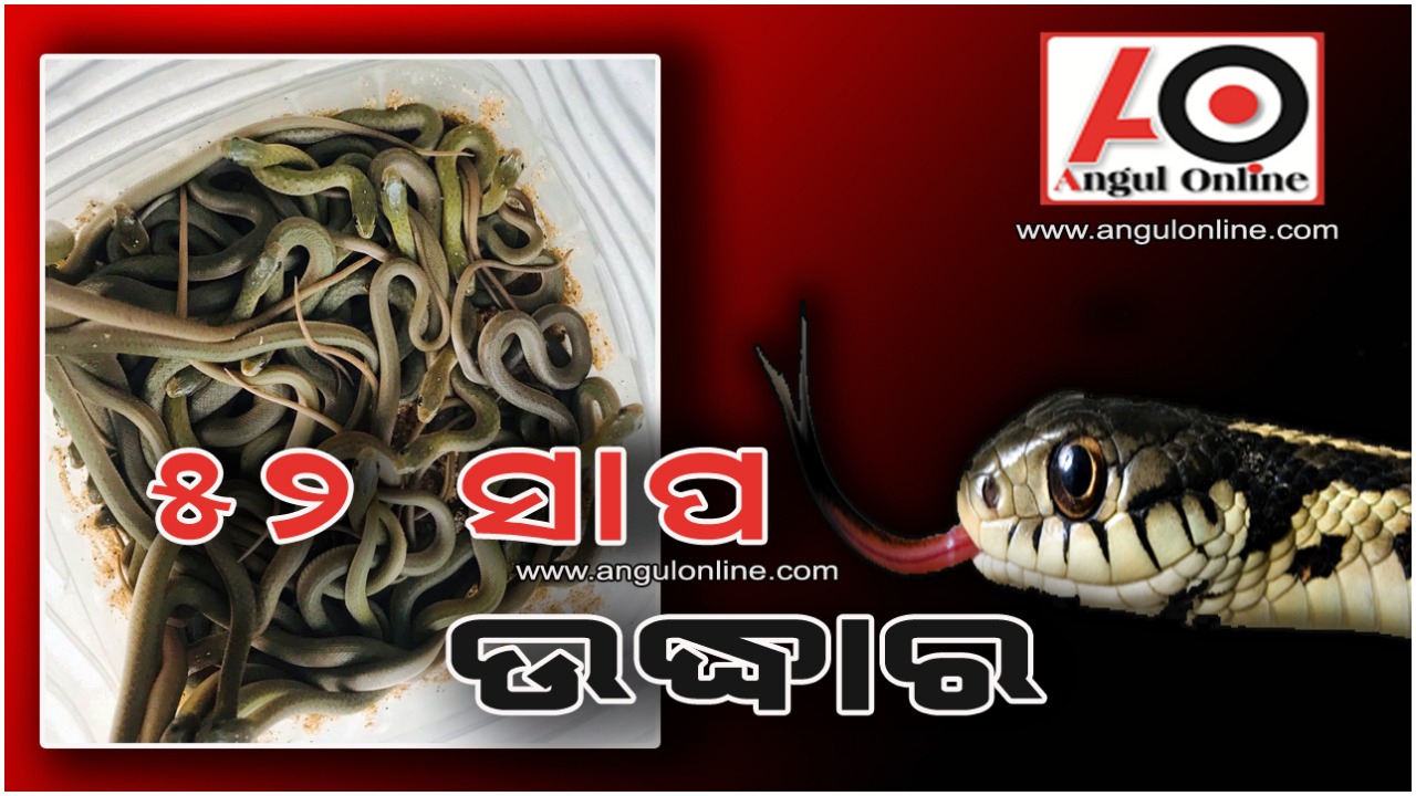 ଗୋଟିଏ ସ୍ଥାନରୁ ୫୨ ସାପ ଉଦ୍ଧାର