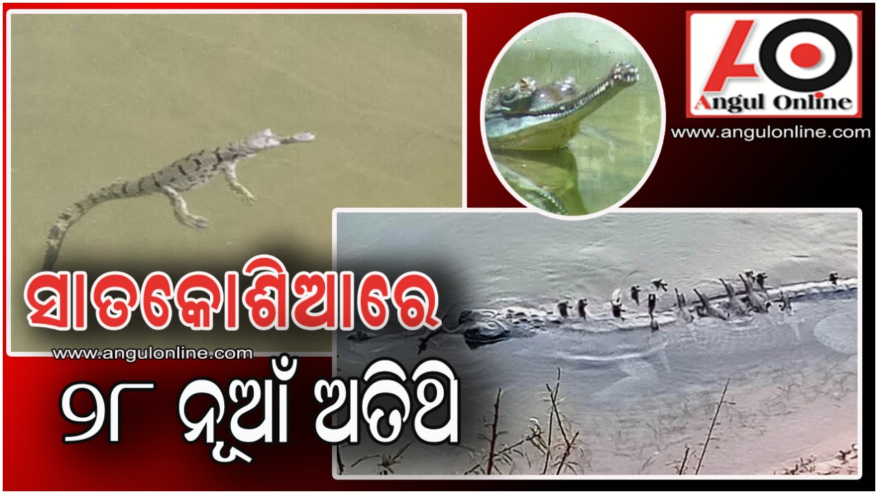 ୩୦ ବର୍ଷର ରେକର୍ଡ ଭାଙ୍ଗିଲା – ସାତକୋଶିଆରେ ଅଣ୍ଡାରୁ ଫୁଟି ବାହାରିଲେ ୨୮ ଘଡ଼ିଆଳ