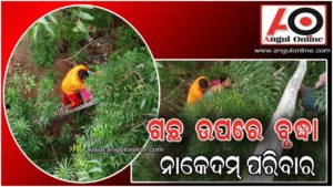 ଗଛ ଉପରେ ଚଢିଗଲେ ବୃଦ୍ଧା – ନାକେଦମ ପରିବାର ଓ ଗ୍ରାମବାସୀ