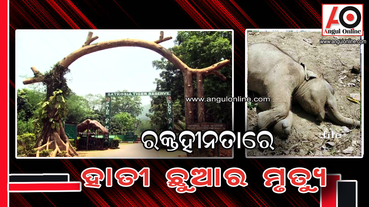 ଚିକିତ୍ସାଧୀନ ହାତୀ ଛୁଆର ମୃତ୍ୟୁ