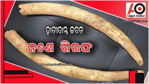 ହାତୀଦାନ୍ତ ସହ ଜଣେ ଗିରଫ