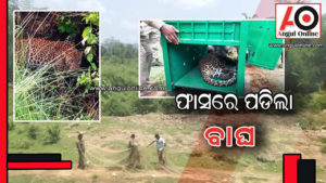 ଫାଶରେ ପଡିଲା ବାଘ – ଟ୍ରାଙ୍କୁଲାଇଜ କରି ଉଦ୍ଧାର କଲା ବନବିଭାଗ