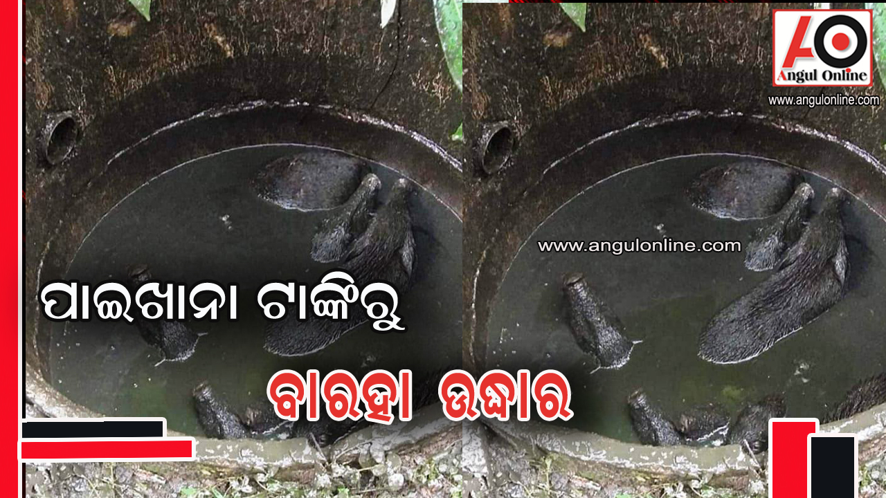 ପରିତ୍ୟକ୍ତ ପାଇଖାନା ଟାଙ୍କିରୁ ବାରହା ଉଦ୍ଧାର