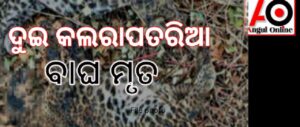 ଏକାଠି ଦୁଇ କଲରାପତରିଆ ବାଘ ମୃତ