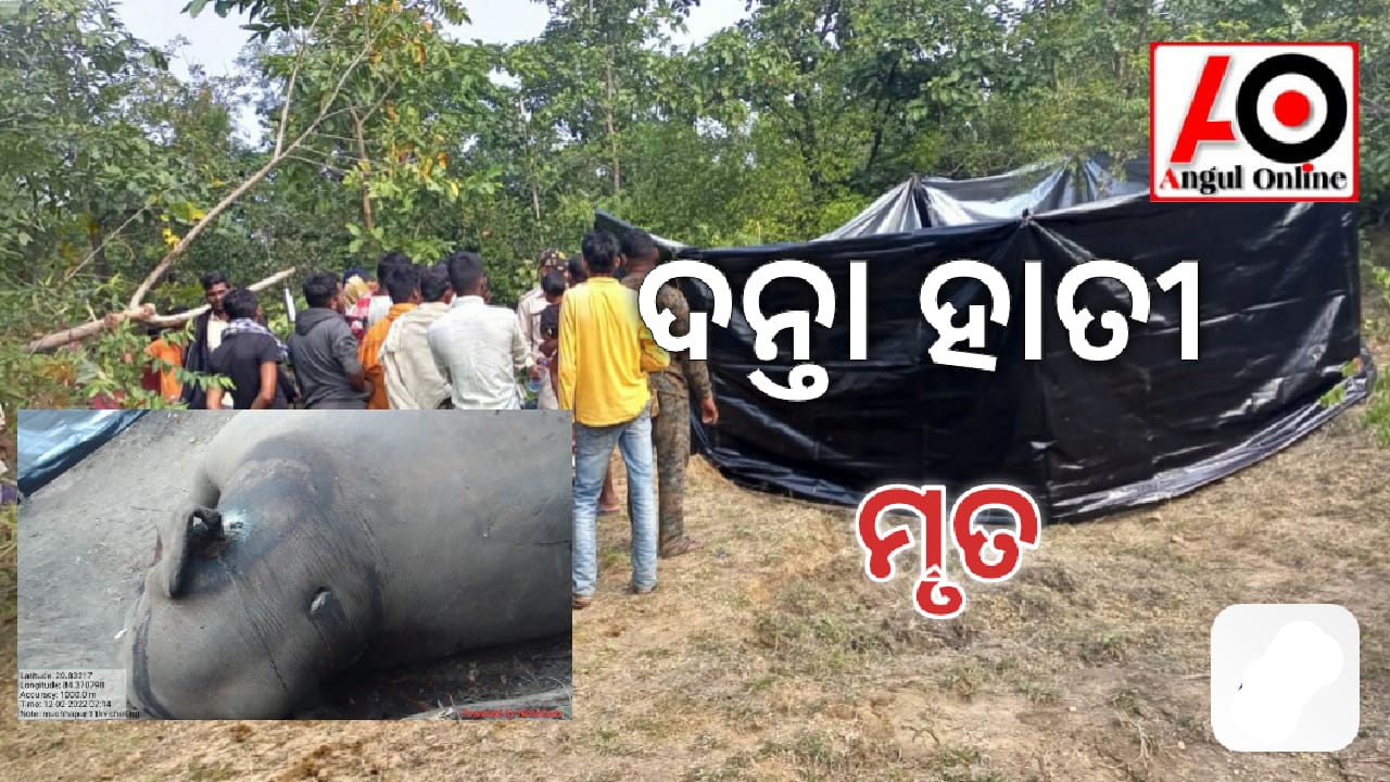 ପୁଣି ଦନ୍ତାହାତୀ ମୃତ – ଗୁଳି କରି ହତ୍ୟା ସନ୍ଦେହ