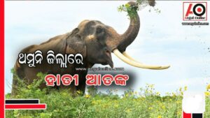 ହାତୀ ଆକ୍ରମଣରେ ମହିଳା ମୃତ