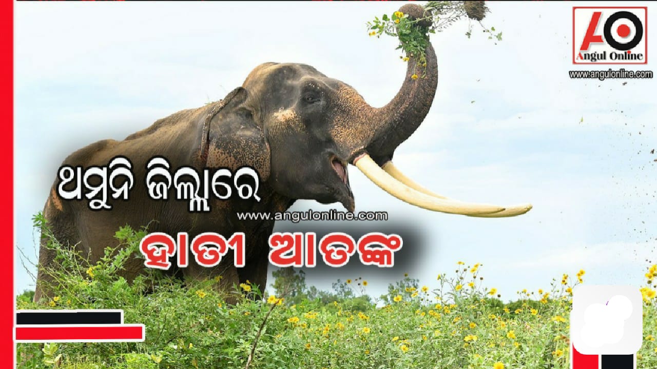 ହାତୀ ଆକ୍ରମଣରେ ମହିଳା ମୃତ