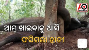 ଆମ୍ବ ଲୋଭ କରି ଗଛରେ ଲାଖି ରହିଲା ହାତୀ – ୫ ଘଣ୍ଟା ପରେ ହେଲା ଉଦ୍ଧାର