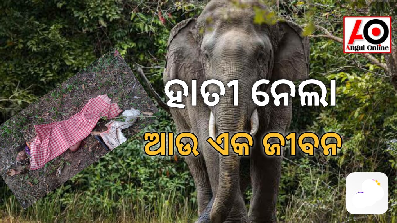 ହାତୀ ନେଲା ଆଉ ଜଣେ ବୃଦ୍ଧାଙ୍କ ଜୀବନ