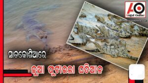 ସାତକୋଶିଆରେ ଅଣ୍ଡା ଫୁଟି ବାହାରିଲେ ଘଡିଆଳ ଛୁଆ