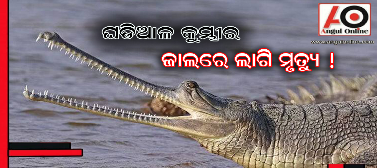 ସାତକୋଶିଆରେ ଘଡ଼ିଆଳର ମୃତ୍ୟୁ