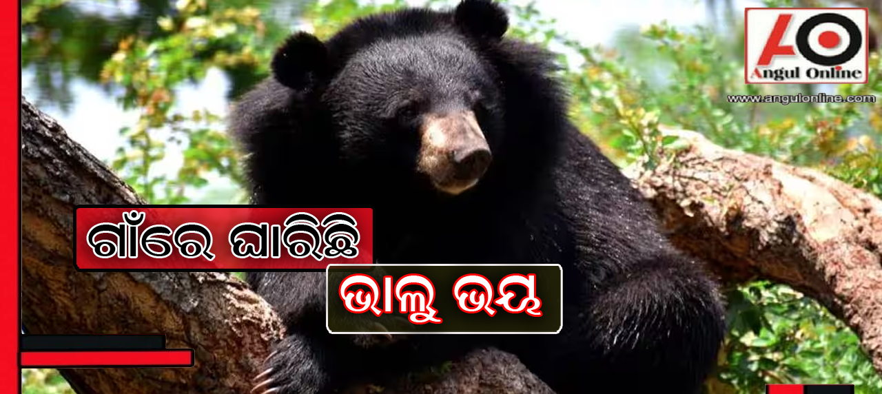 ଗାଁରେ ମାତିଛି ଭାଲୁ – ଭୟଭୀତ ଅଞ୍ଚଳବାସୀ