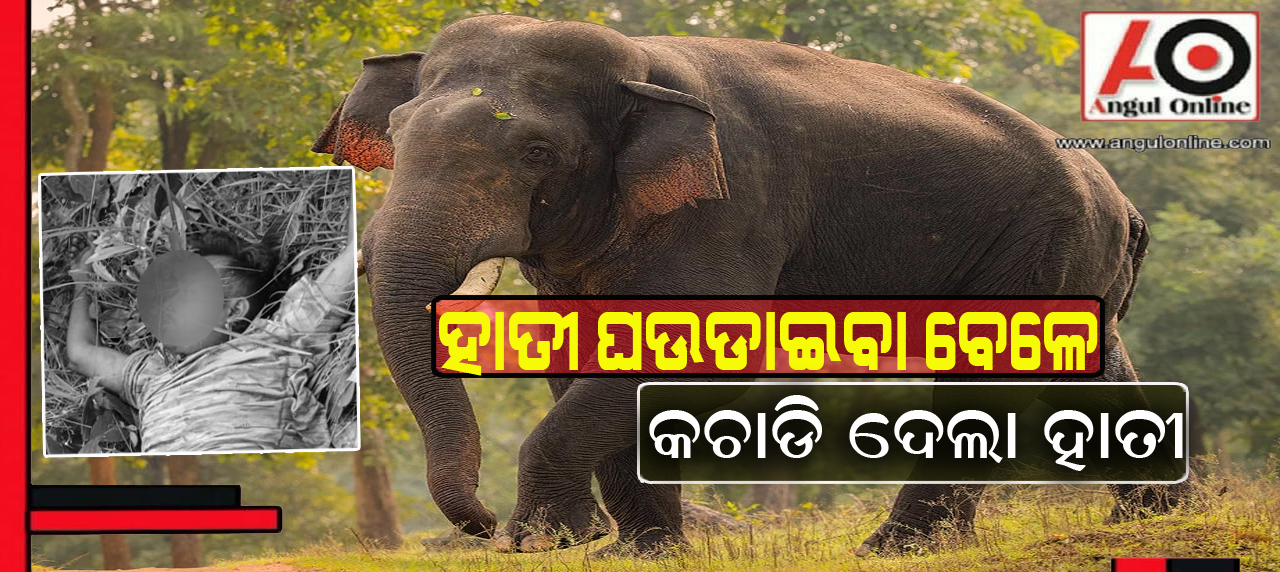 ହାତୀ ଘଉଡାଇବା ହେଲା କାଳ – କଚାଡି ଦେଲା ଦନ୍ତା