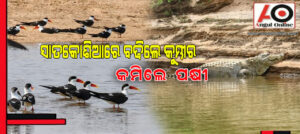 ବଢିଲେ କୁମ୍ଭୀର , କମିଲେ ପକ୍ଷୀ